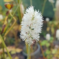 Actaea simplex 'White Pearl'